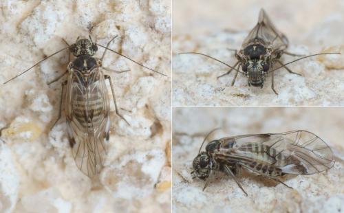 Amphigerontia contaminata