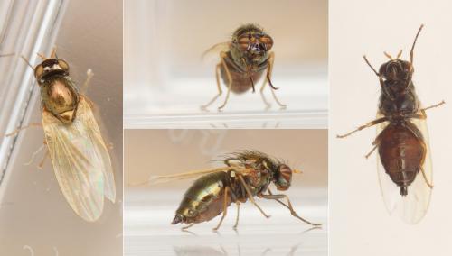 Calliopum sp.