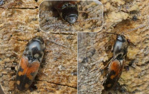 Réf. 153 778 : Drasterius bimaculatus