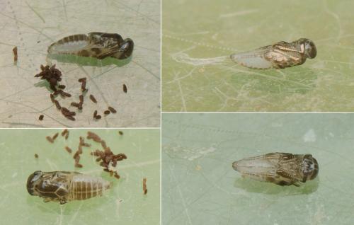 Réf. 153 926 : Cheiloneurus sp.