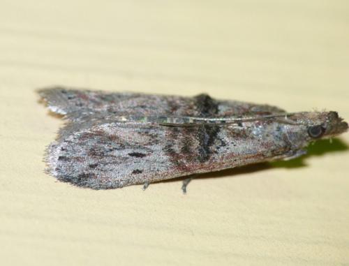 Réf. 153 685 : Nephopterix angustella