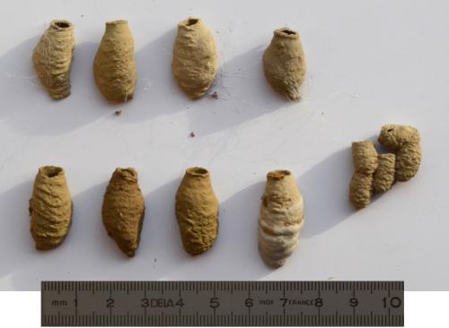 Sceliphron sp.