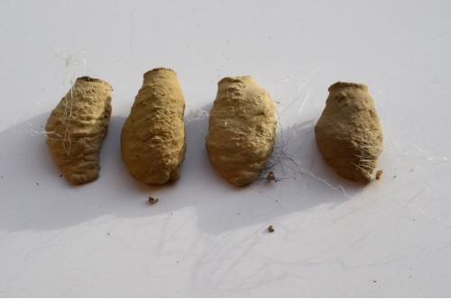 Sceliphron sp.