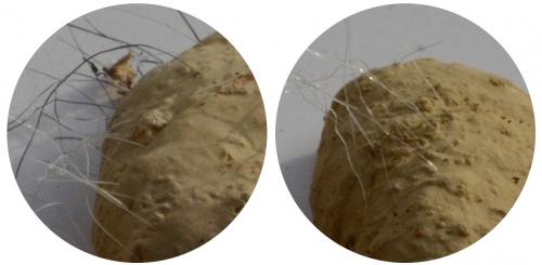 Sceliphron sp.