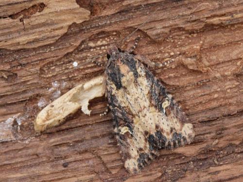Mesapamea sp.