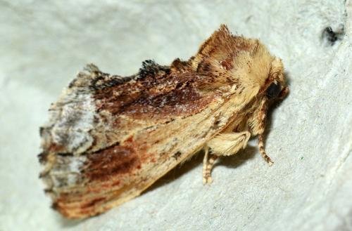 Ptilodon cucullina