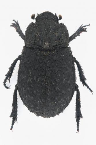 Réf. 153 024 : Trox perlatus