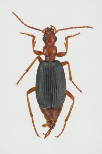 Brachinus ganglbaueri