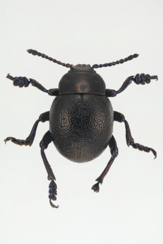 Timarcha maritima