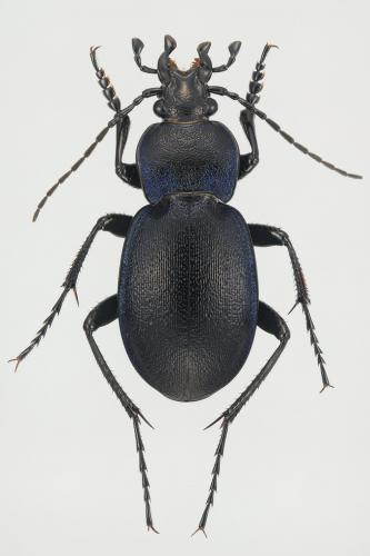 Carabus convexus