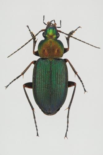 Réf. 153 901 : Chlaenius nigricornis