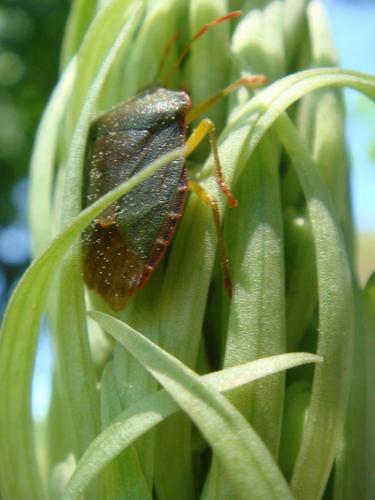 Palomena prasina