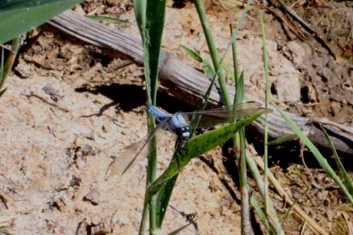 Orthetrum brunneum