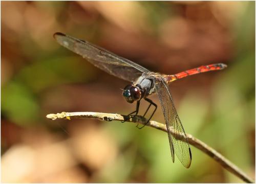 Orthemis cultriformis