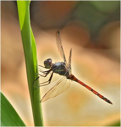 Réf. 153 271 : Orthemis cultriformis