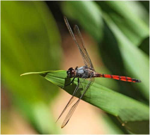 Orthemis cultriformis