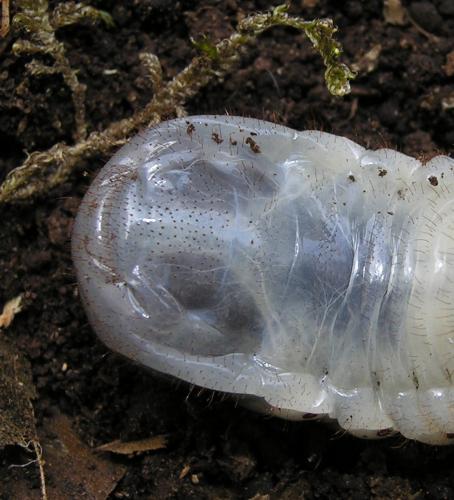 Osmoderma eremita