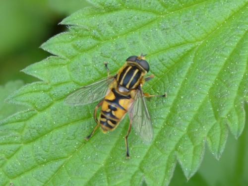 Réf. 153 747 : Helophilus pendulus