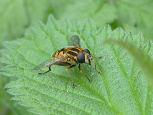 Réf. 153 748 : Helophilus pendulus