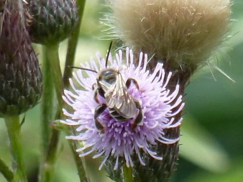 Réf. 153 516 : Macropis sp.