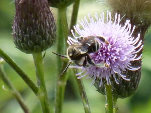 Réf. 153 517 : Macropis sp.