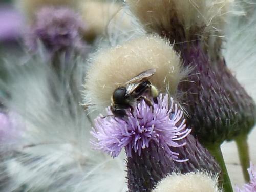 Macropis sp.