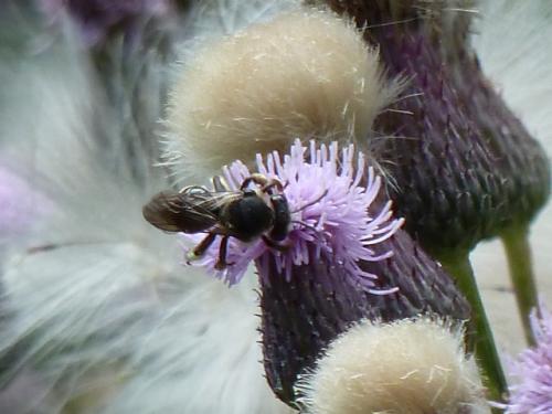 Réf. 153 523 : Macropis sp.