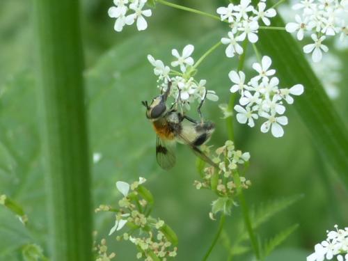 Leucozona sp.