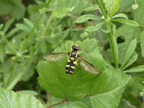 Xanthogramma sp.