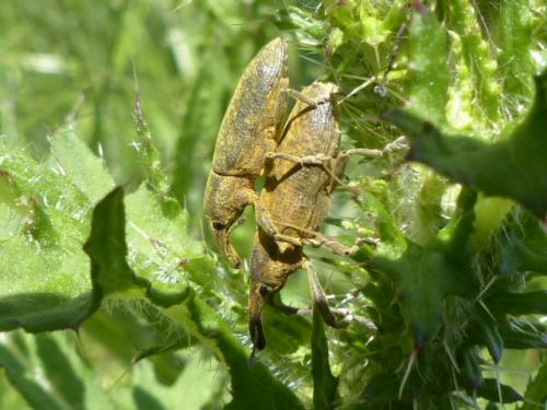 Lixus pulverulentus
