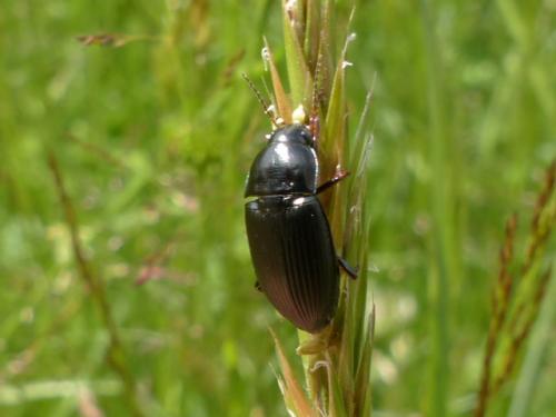 Amara sp.