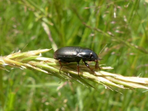 Amara sp.