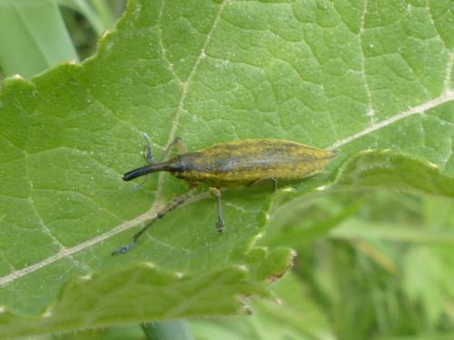 Réf. 153 220 : Lixus iridis