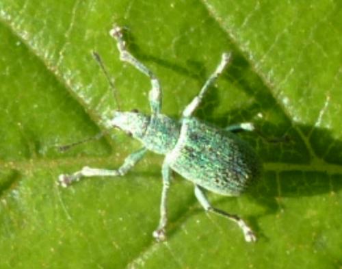 Polydrusus sp.