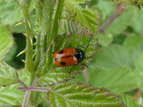 Réf. 153 221 : Cryptocephalus bipunctatus