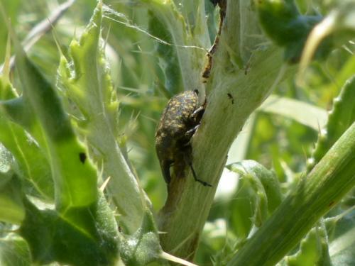 Larinus turbinatus