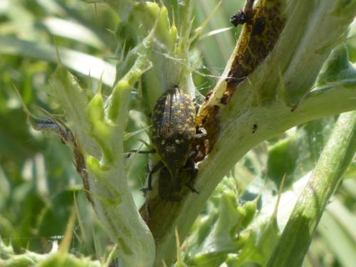 Larinus turbinatus