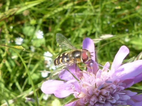 Scaeva sp.