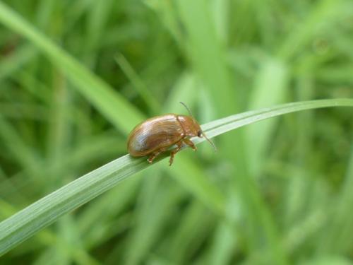 Gonioctena sp.