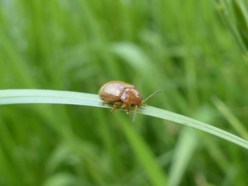 Gonioctena sp.
