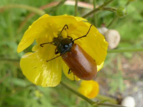 Omophlus sp.