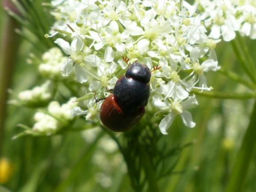 Réf. 153 480 : Aphodius sp.