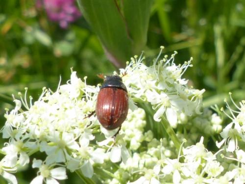 Aphodius sp.