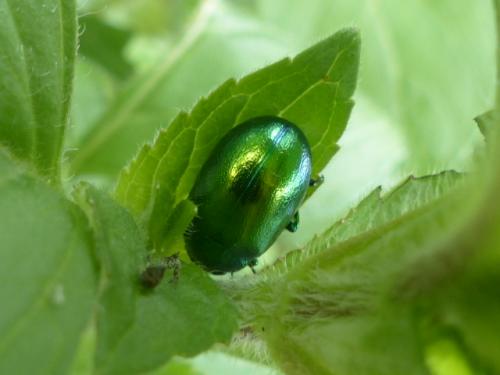 Chrysolina herbacea