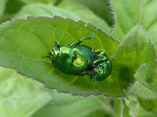 Chrysolina herbacea