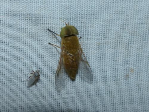 Atylotus fulvus