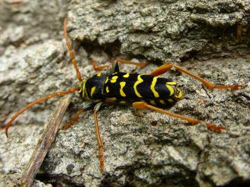 Plagionotus arcuatus