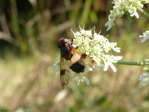 Volucella pellucens