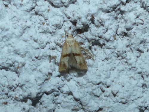 Cochylimorpha sp.