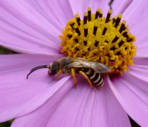 Réf. 153 375 : Halictus scabiosae